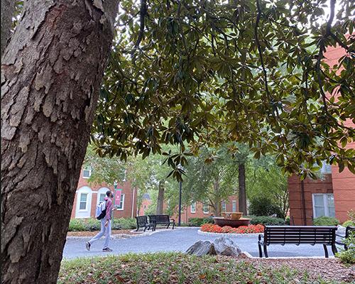 student walks by the large magnolia tree that anchors the Glover Garden